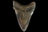 Fossil Megalodon Tooth - Georgia #90391-2